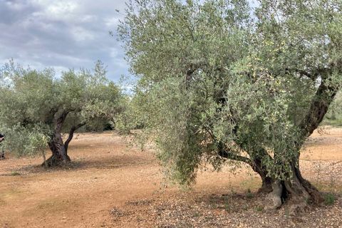 Finca i El Perello, Tarragona, El Perello - € 77.000 | Ref: Finca Manu Ampo - foto 25